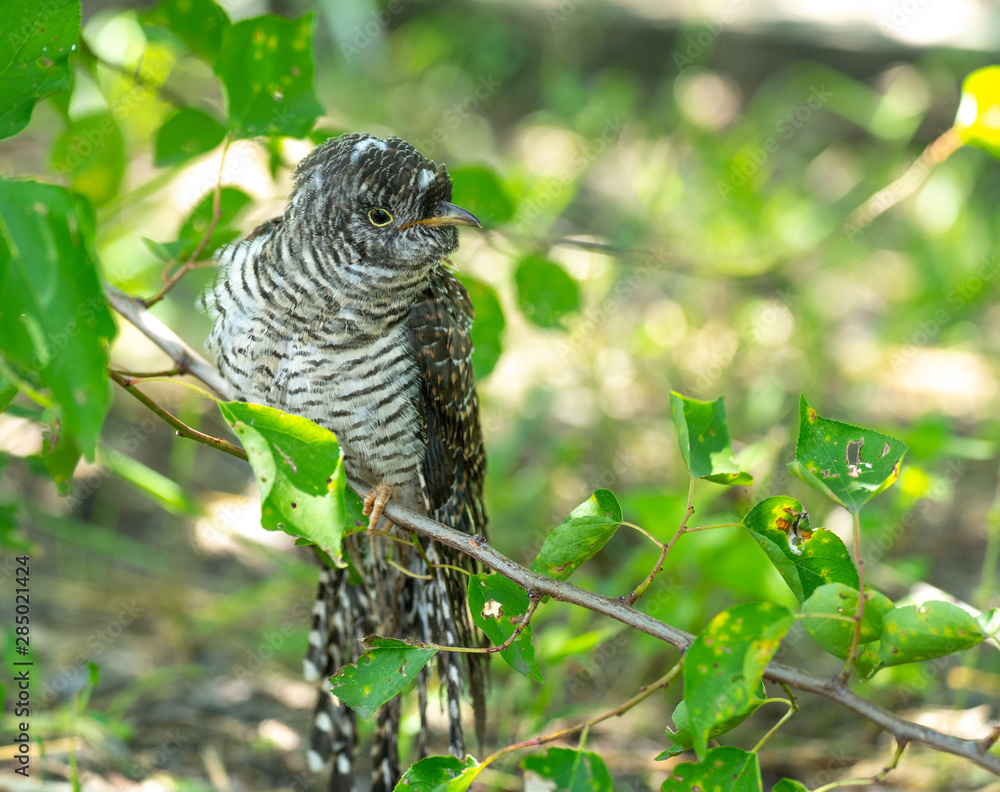 Cuculus canorus. Young Common Cuckoo. Cuculus canorus. Young Common Cuckoo.