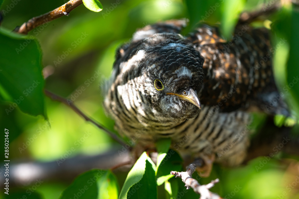 Cuculus canorus. Young Common Cuckoo. Cuculus canorus. Young Common Cuckoo.