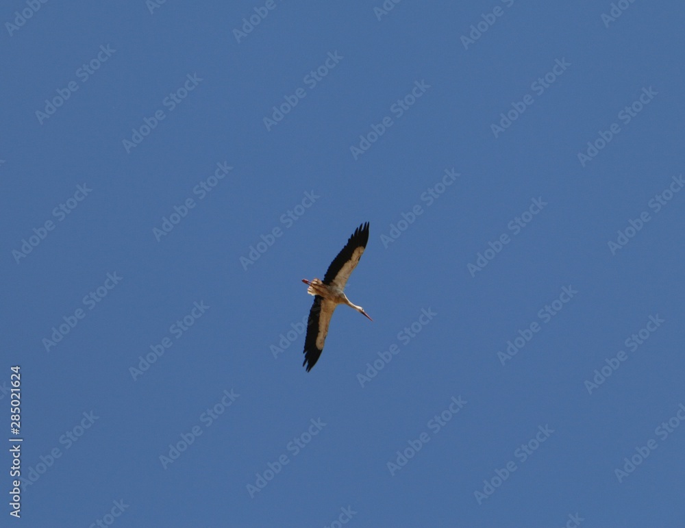 Stork in flight Stork in flight