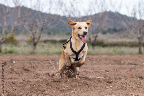 Perro feliz corriendo