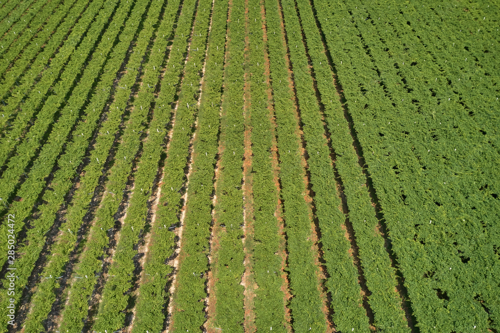 Aerial photography with drone. Grape plantation top view, Italy. Aerial photography with drone. Grape plantation top view, Italy.
