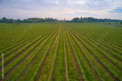 Aerial photography with drone. Grape plantation top view  Italy.