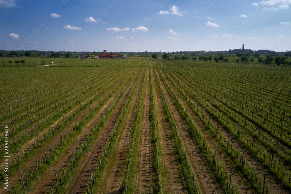 Aerial photography with drone. Grape plantation top view, Italy.