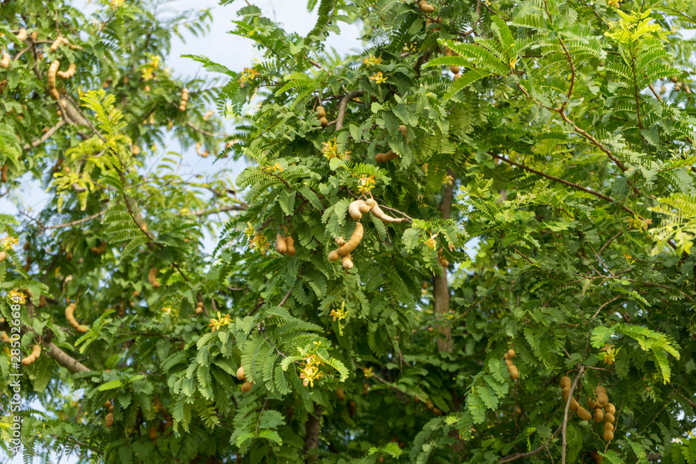 Tamarind flowers blossoming on the tree. Tamarind flowers blossoming on the tree.