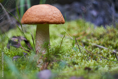 Beautiful mushroom Leccinum known as a Orange birch bolete, in a forest in autumn among fallen leaves and moss.