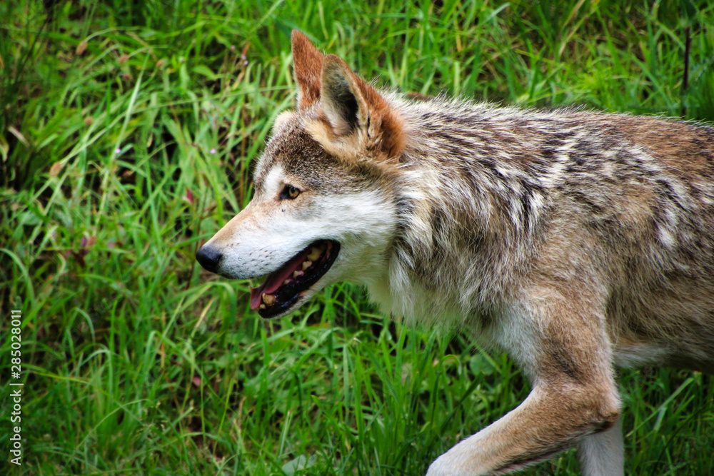 Wolf Wolf