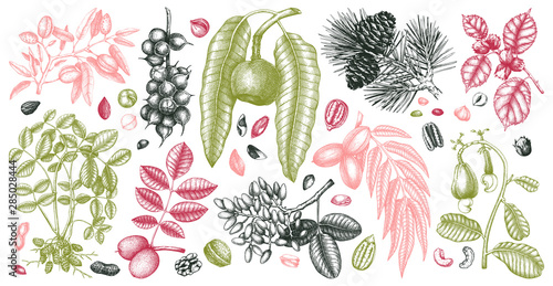 Hand drawn nut trees and plants botanical collection. With trees, branches, nuts, fruits, conifers and cones sketches. Culinary nuts vector illustrations. Healthy food illustrations.