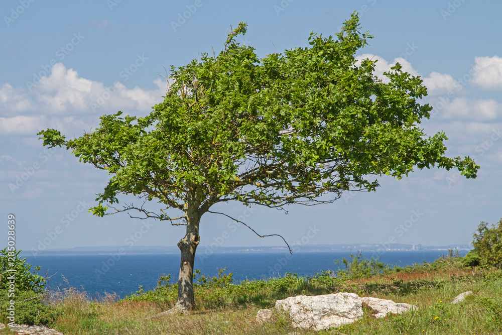 Laubbaum im Naturreservat Hovs Hallar