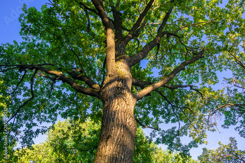 Fragment of the huge trunk and lush crown of a relic oak tree under the golden sunbeams.Eastern Europe.