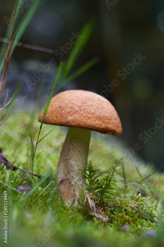 Beautiful mushroom Leccinum known as a Orange birch bolete, in a forest in autumn among fallen leaves and moss.