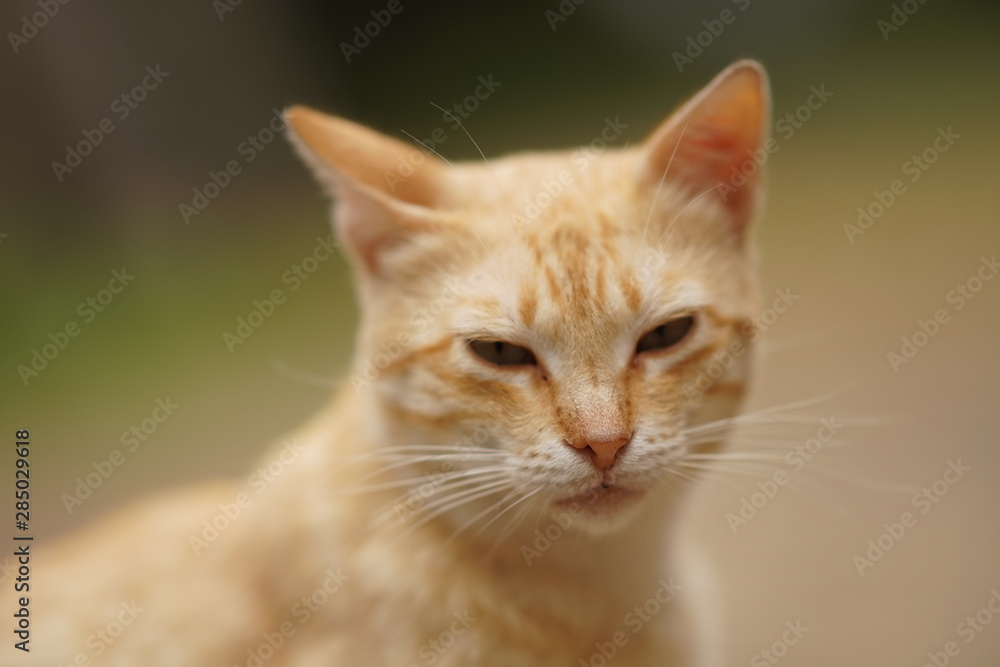 Cute ginger cat close up portrait outdoor.