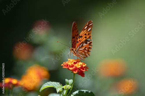One butterfly in my garden