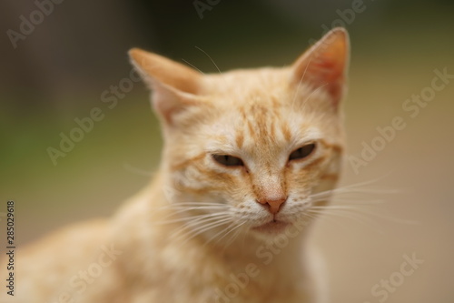 Cute ginger cat close up portrait outdoor. © Omega