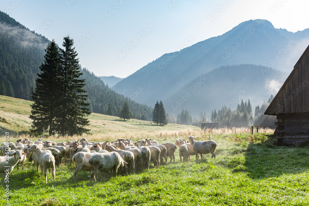 Sheep grazing on Meadow at Early Morning in Tatras Mountains Chocholowska Valley,Poland - obrazy, fototapety, plakaty 