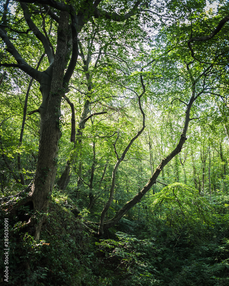 Tall trees in the forest