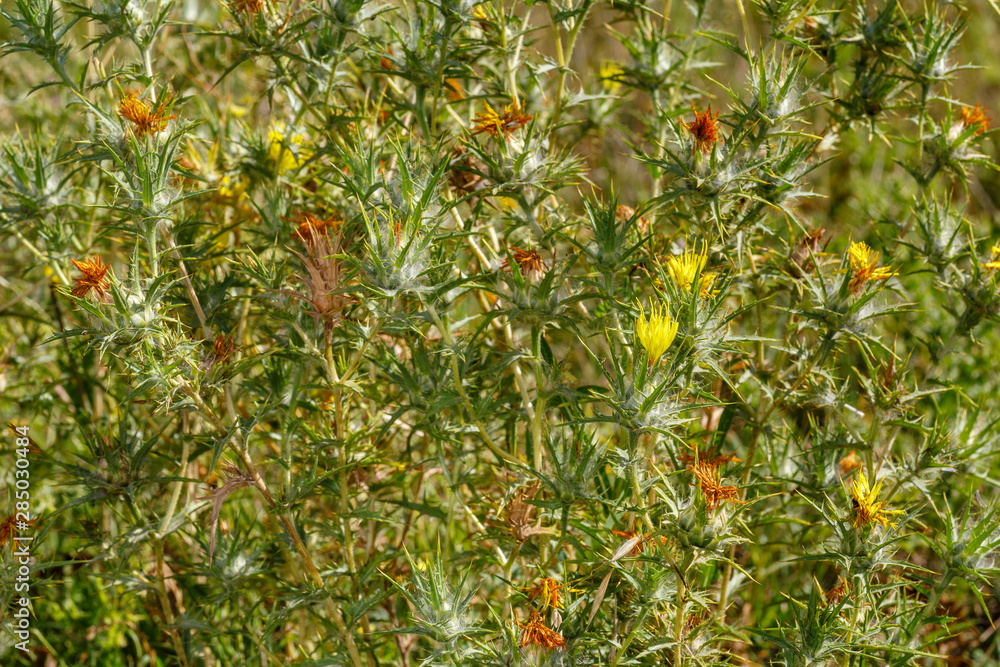 Carthamus lanatus. Cardo cabrero, azotacristos. Planta espinosa con flores amarillas.