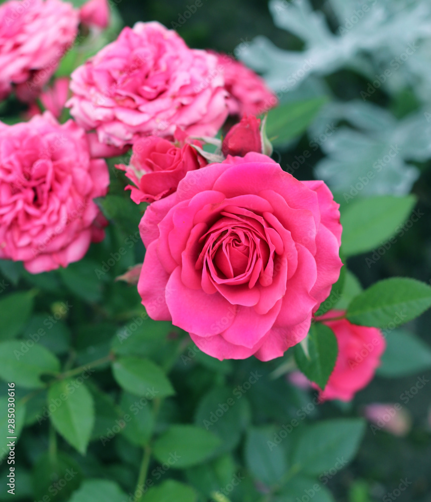 Pink roses in a garden close – up view Pink roses in a garden close – up view