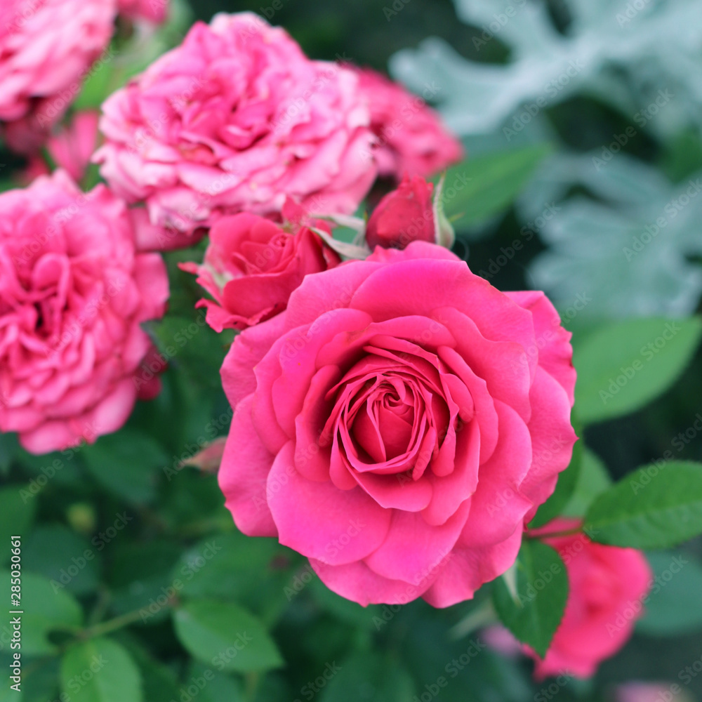 Pink roses in a garden close – up view Pink roses in a garden close – up view