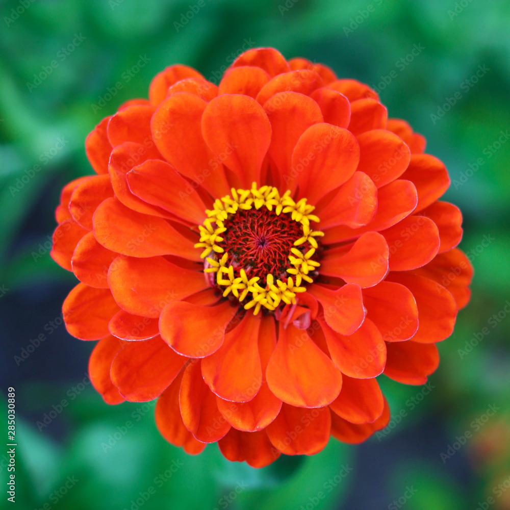 Zinnia elegans flower close up view Zinnia elegans flower close up view