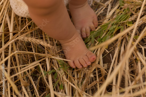 legs of a young child and wheat. wheat field
