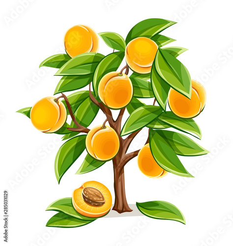 Apricot or peach tree with ripe fruits and green leaves. Plant from agriculture garden with fruit. Isolated on white background. Simple. Eps10 vector illustration.