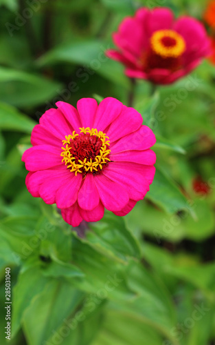 Zinnia elegans flower close up view 