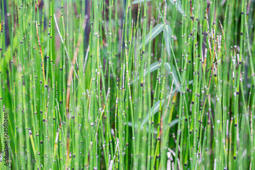 Fototapeta Naklejka Na Ścianę i Meble -  Green stalk plant, Nature texture