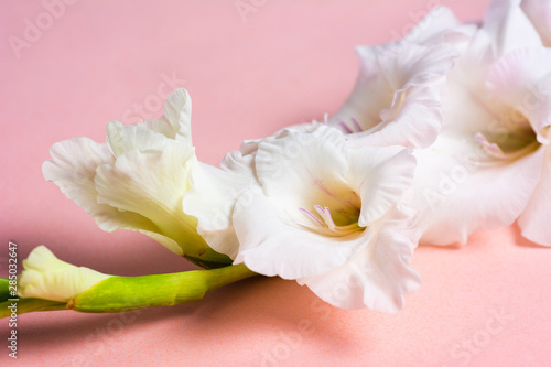 Gladiolus flowers in blossom on pink background