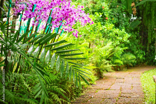 Thai pink orchids flowers with blurred green garden path background.