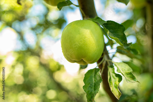 Close-up of green apples hanging off a branch