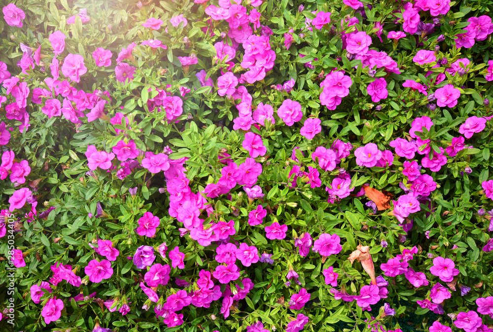 Blossom purple flowers backdrop wallpaper