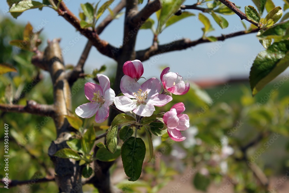 flores de almendro blancas y rosas flores de almendro blancas y rosas