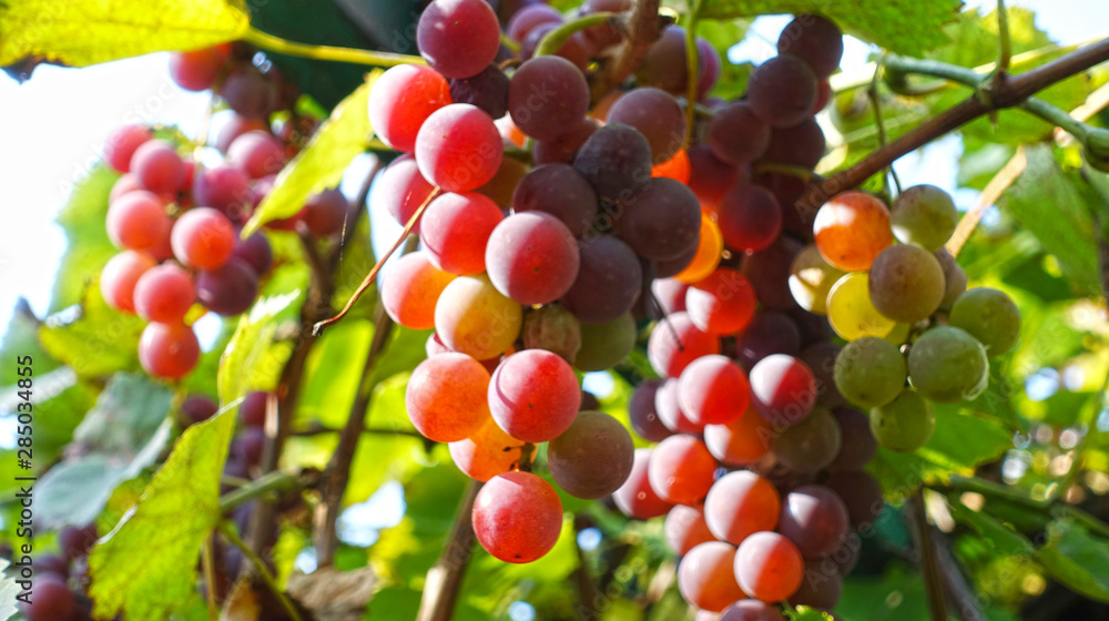 Bunches of red grapes lit by the sun Bunches of red grapes lit by the sun