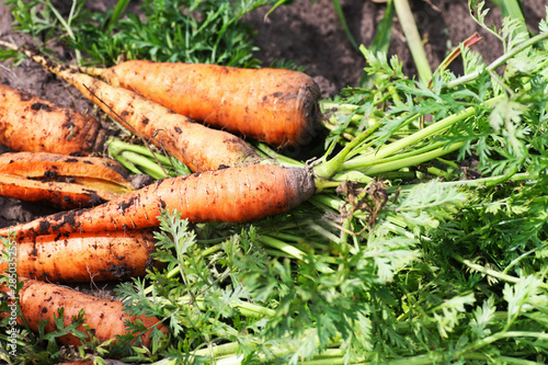 Carrot close-up.