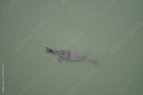 Mauremys leprosa galapago leproso laguna de la barrera malaga colonia de santa ines concentracion photo