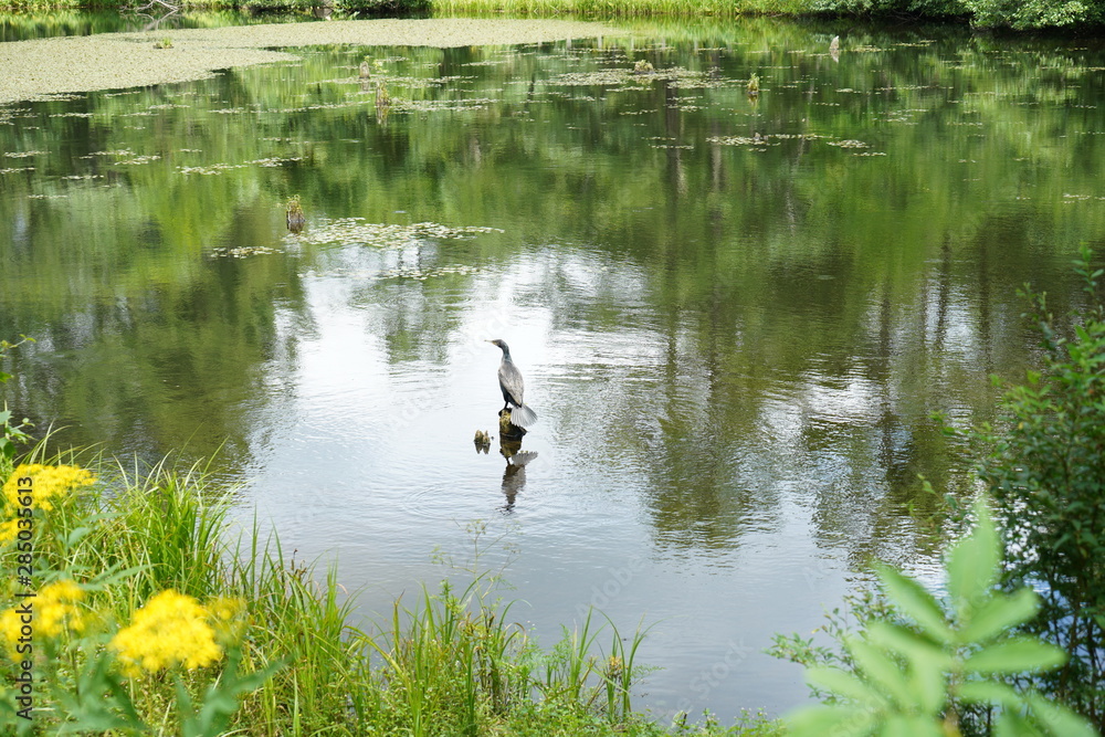 池と花と鳥