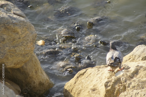 Mauremys leprosa galapago leproso laguna de la barrera malaga colonia de santa ines concentracion photo