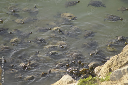 Mauremys leprosa galapago leproso laguna de la barrera malaga colonia de santa ines concentracion photo