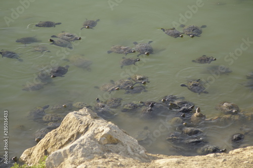 Mauremys leprosa galapago leproso laguna de la barrera malaga colonia de santa ines concentracion photo