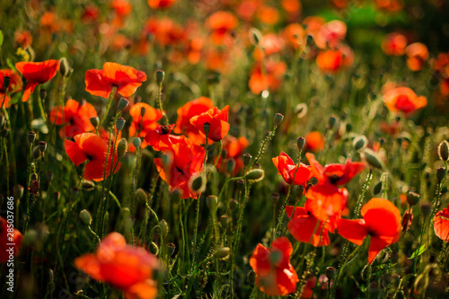 Poppy field close-up  blooming wild flowers in the setting sun. Red green background  blank  wallpaper with soft focus.