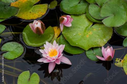 Colorful lotuses on the pond