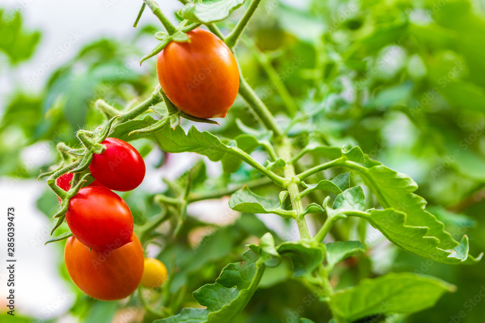 Ripe natural tomatoes growing on a branch in a greenhouse. Copy space. Ripe natural tomatoes growing on a branch in a greenhouse. Copy space.
