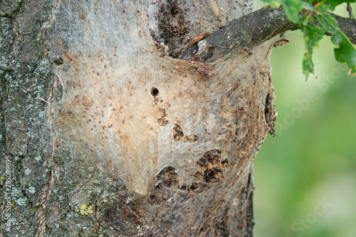 Gespinnstballen mit  Eichen-Prozessionsspinnern und vielen Raupen photo