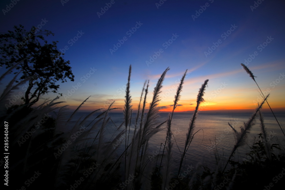 close up grass flowers and sunset background