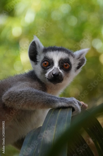  lemurs of Madagascar 