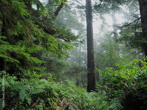 Photos Early morning on a boardwalk trail through the temperate rainforest in Pacific R