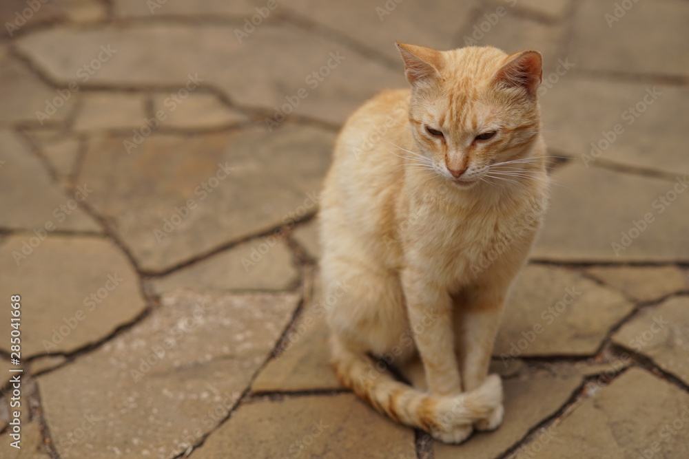 Cute red cat sitting on a wild stone floor, portrait of a pet outdoor Cute red cat sitting on a wild stone floor, portrait of a pet outdoor