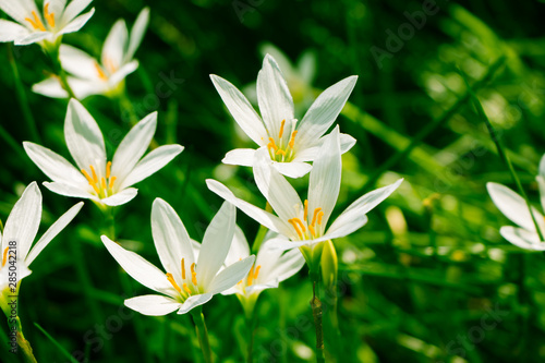 zephyranthes candida
