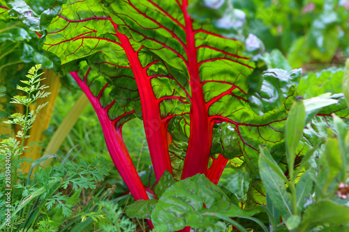 Feuilles de blette rouge couleurs vives gros plan transparence potager nervures photo