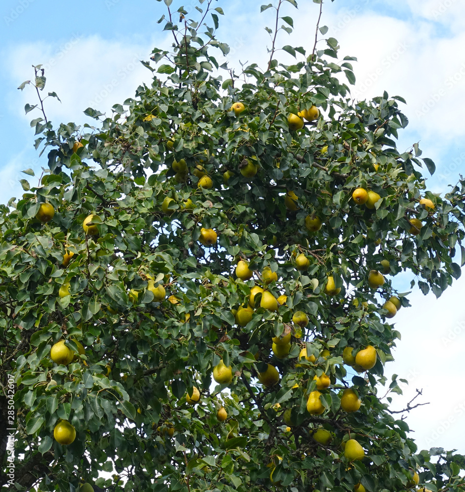Pear tree with ripe yellow fruits, on sky background Pear tree with ripe yellow fruits, on sky background